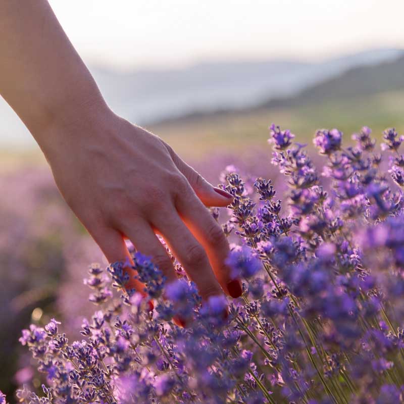 essential oils lavender benefits