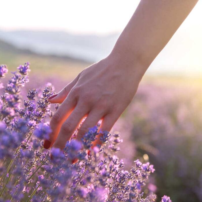 Lavender Essential Oil | Essential Lavender oil - Absolute Aromas